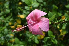 Hibiscus Rosa-Sinensis pink Flower