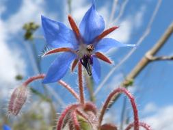 blue Flower Sky macro photo