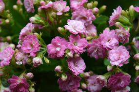 Pink Flowers Blossoms at garden