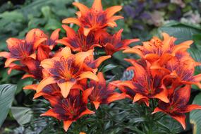 Orange Liliies Flowers