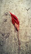 red leaf on a rock
