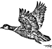 goose flying bird animal flight drawing