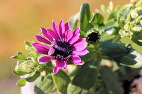 purple Magerite Blossom Bloom
