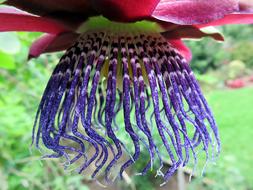 Passionflower Flower Summer