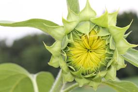 closed Sun Flower Summer