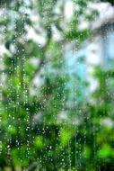 rain against the trees