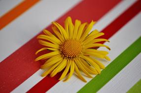 Spring Yellow Pointed Flower