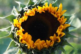 Yellow and Green Sunflower