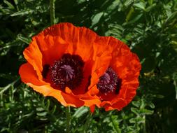 Flower Poppy Spring in the sun close-up