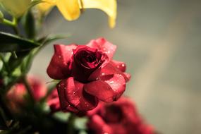 Red Rose petals macro photo