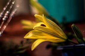 Yellow Lily Flower decoration