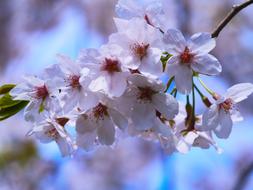Cherry Blossoms Pink Green