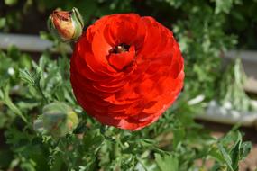 red Ranunculus Flower in garden