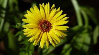 Flower Close Up Yellow Wild