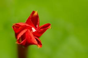 Close up of a red flower