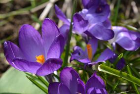 purple Crocus Blossom Bloom at garden
