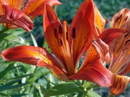 Red Flower Krupnyj Plan in Garden