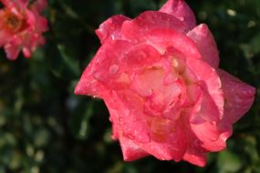 Water Drops On The Rose Flower