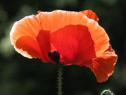 red poppy in the sun in a blurred background