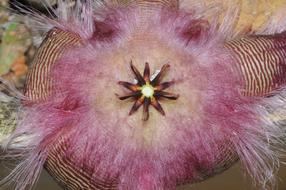 Carrion Flower Hairy Stink