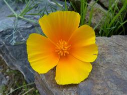 Yellow Flower on Rock