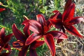 Bordo Lily Flowers