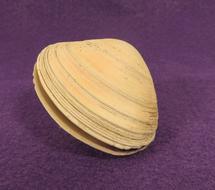 Clam Shell Mollusk