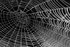 white spider web on a dark background close up
