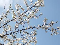 Spring Blossoms at Perspective Sky