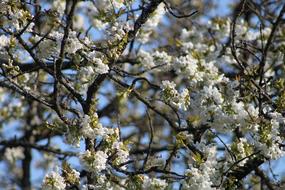 white Cherry Blossom at Spring