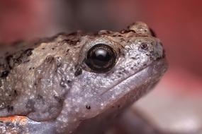 frog with round eyes
