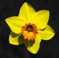 Flower Narcissus Blossom