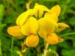 Flower Nature