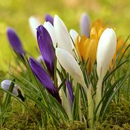 Colorful Crocus Flowers in grass
