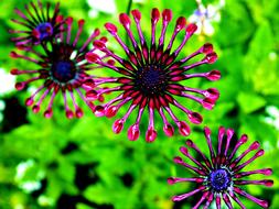 African Daisy Osteospermum flowers