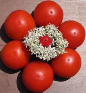 Tomato Flower Red
