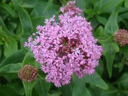 Flower Spring Purple