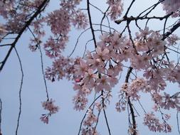 Cherry Blossom Spring