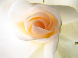 White Flower Rose Bloom