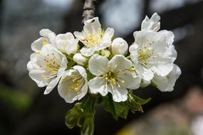 Cherry Blossom White