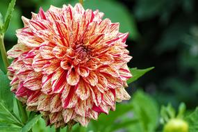 bicolor dahlia in the garden in a blurred background