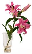 pink Flowers in Vase