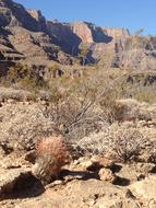 prickly plants in the wilderness