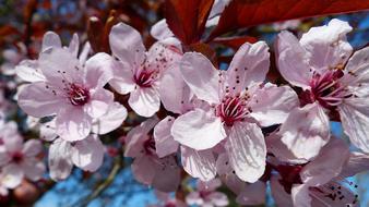 Cherry Blossom Blooms at spring