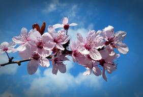 Close-up of the beautiful branches with blossoming, colorful cherry flowers, under the blue sky with white clouds