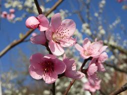 Spring Flower Tree