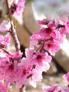 peach tree branches with pink flowers close up