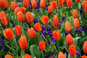 Tulips Red Flower