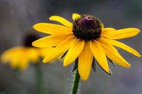 Flower Coneflower