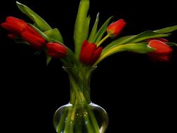 Tulip Flower Bouquet